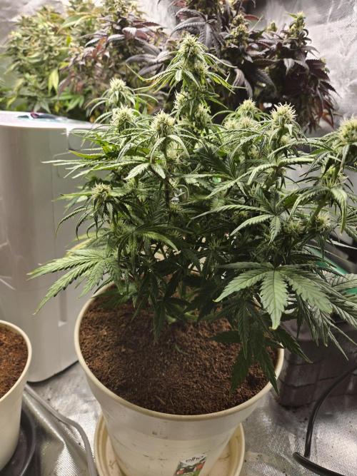 🐺Animal Mints 🚀Community Grow🚀. Week 8