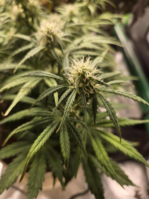 🐺Animal Mints 🚀Community Grow🚀. Week 8