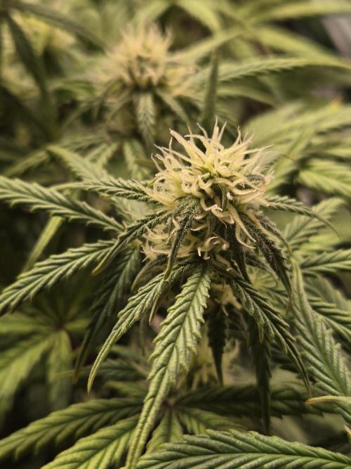 🐺Animal Mints 🚀Community Grow🚀. Week 8