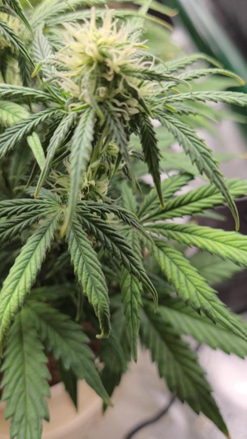 🐺Animal Mints 🚀Community Grow🚀