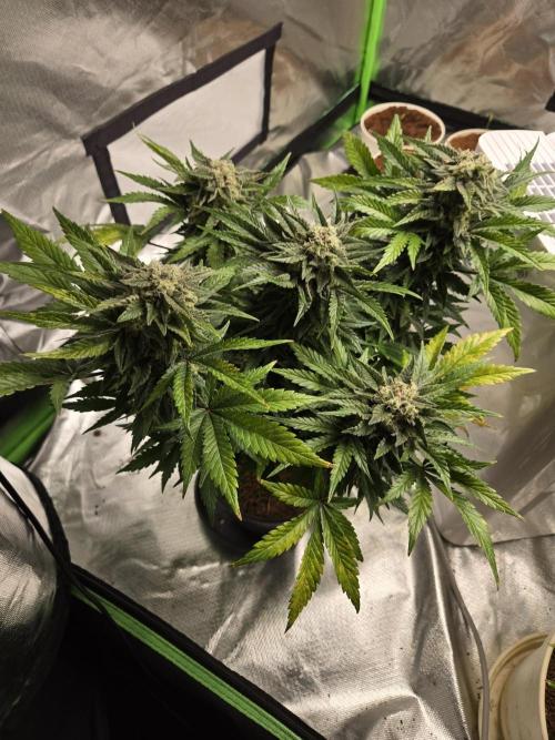 Air Kush by Adonhusa Genetics. Week 12