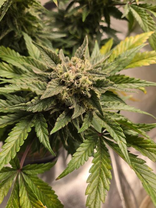 Air Kush by Adonhusa Genetics. Week 12