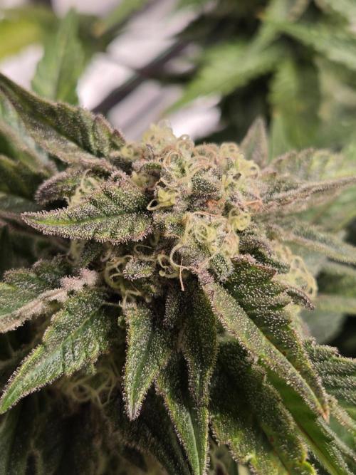 Air Kush by Adonhusa Genetics. Week 12