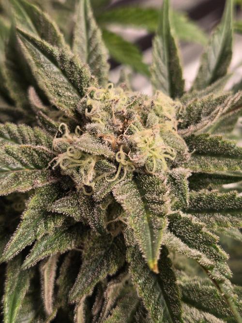 Air Kush by Adonhusa Genetics. Week 12