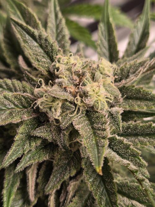 Air Kush by Adonhusa Genetics. Week 12