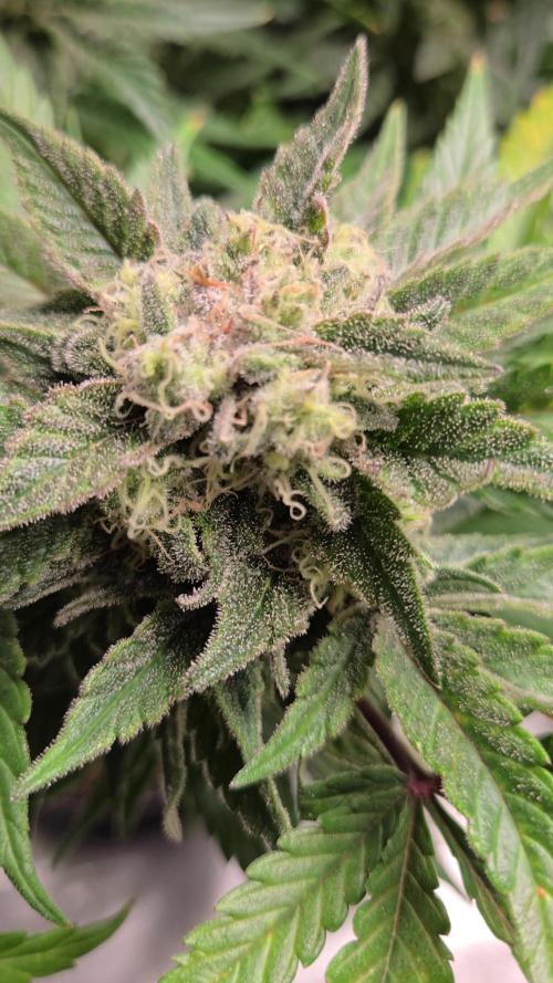 Air Kush by Adonhusa Genetics