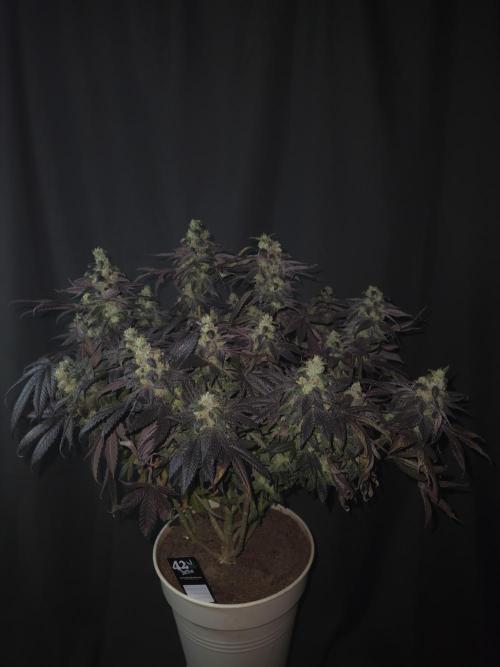 🏀 Papayton🏀. Week 19