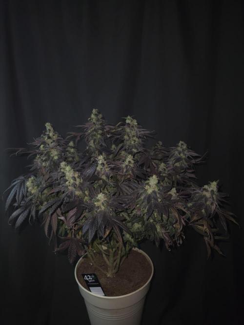 🏀 Papayton🏀. Week 19