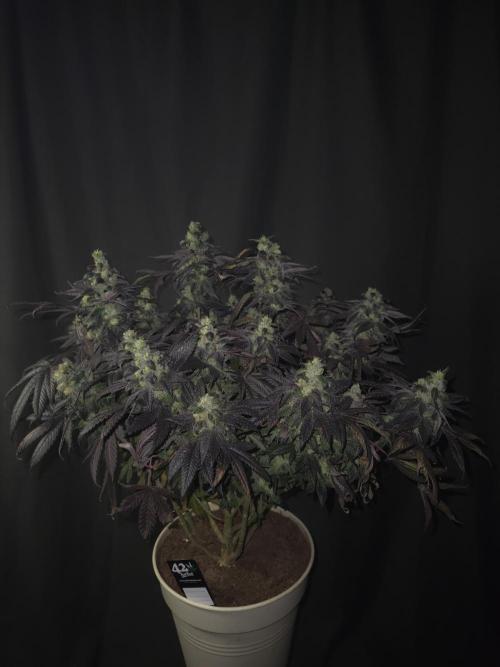 🏀 Papayton🏀. Week 19