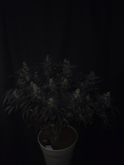 🏀 Papayton🏀. Week 19