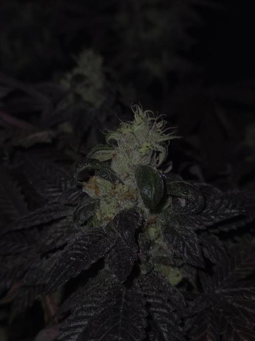 🏀 Papayton🏀. Week 19