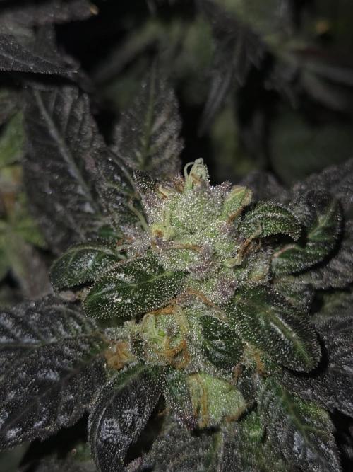 🏀 Papayton🏀. Week 19