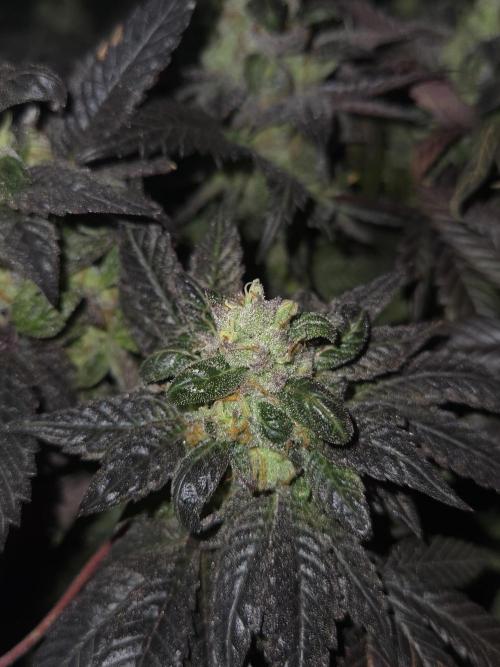 🏀 Papayton🏀. Week 19