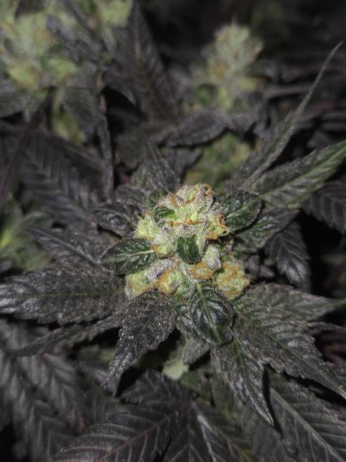 🏀 Papayton🏀. Week 19