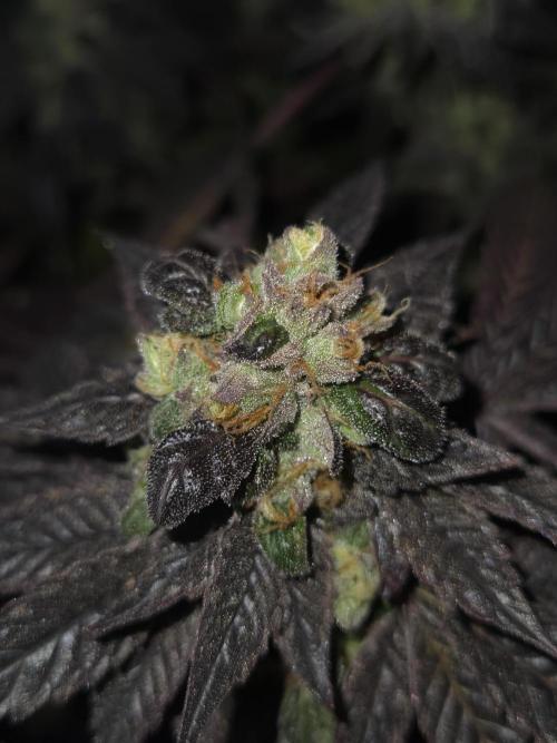 🏀 Papayton🏀. Week 19