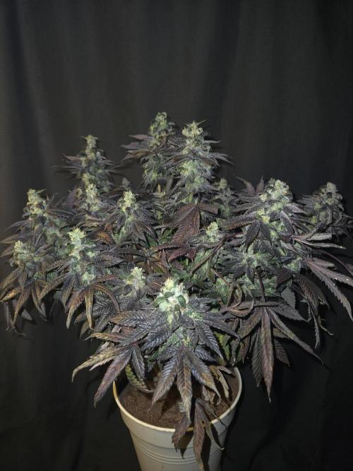 🏀 Papayton🏀. Week 19