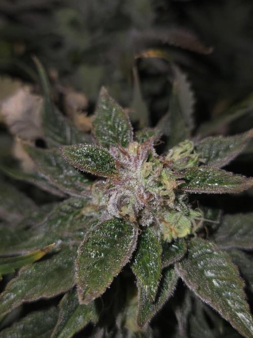 🍋Lemon Mandarine🍊. Week 20