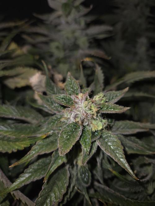 🍋Lemon Mandarine🍊. Week 20