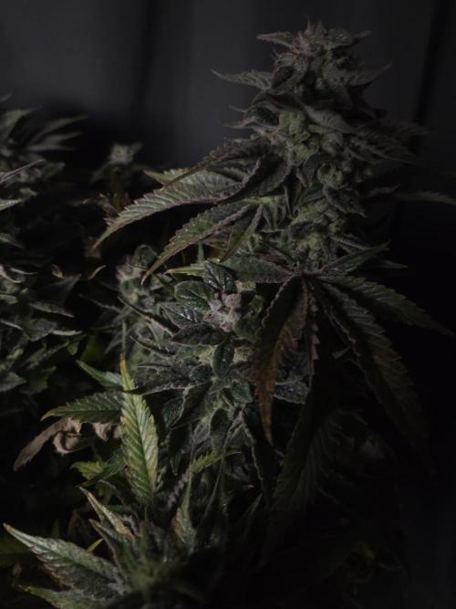 🍋Lemon Mandarine🍊. Week 20