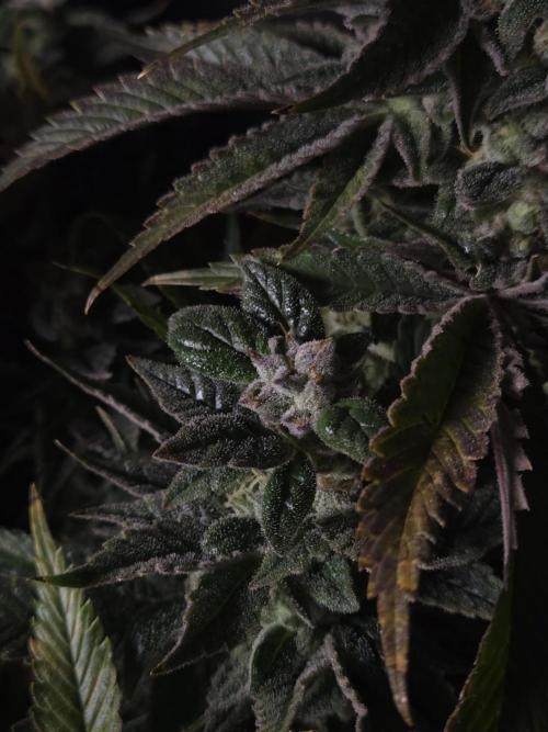 🍋Lemon Mandarine🍊. Week 20