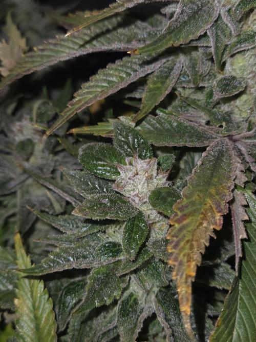 🍋Lemon Mandarine🍊. Week 20