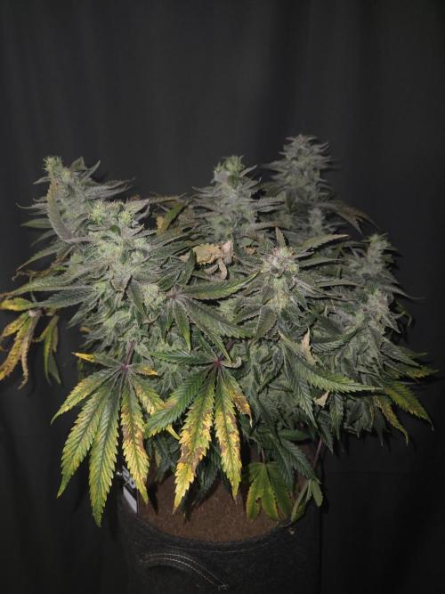 🍋Lemon Mandarine🍊. Week 20