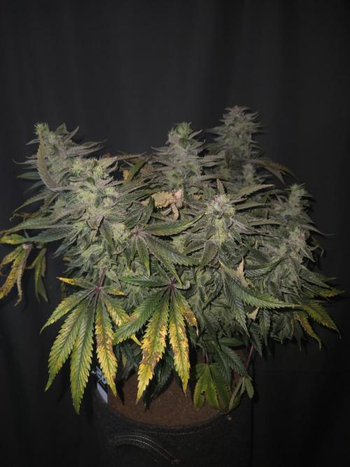 🍋Lemon Mandarine🍊. Week 20