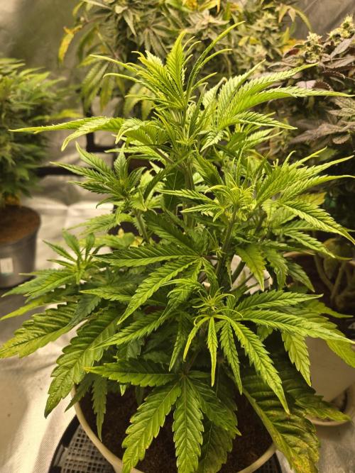 Permanent Jealousy XL Auto. Week 6