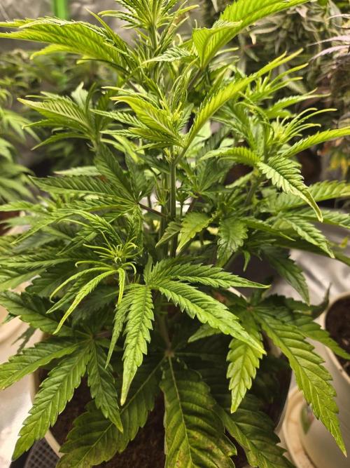 Permanent Jealousy XL Auto. Week 6