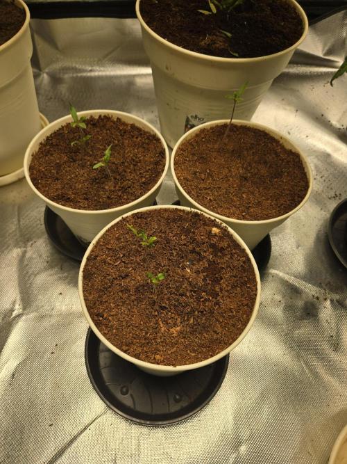 Kirsch Tomaten by Kiepenkerl. Week 2