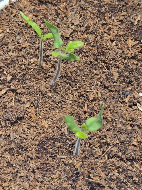 Kirsch Tomaten by Kiepenkerl. Week 2