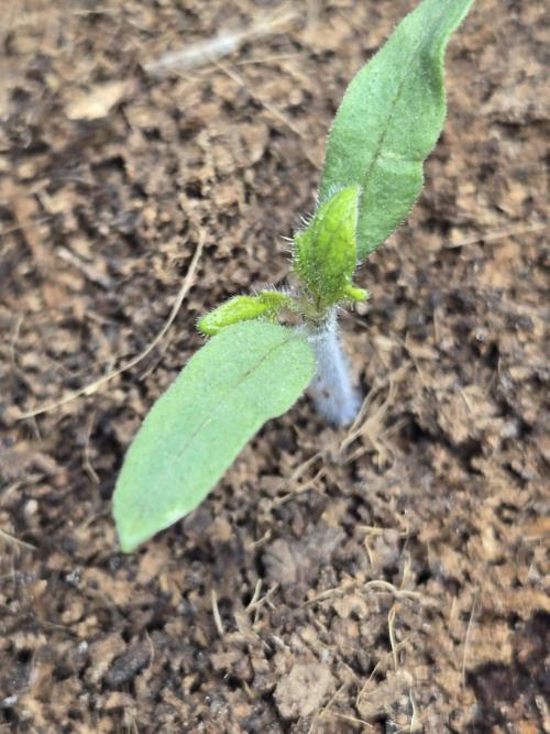 Kirsch Tomaten by Kiepenkerl. Week 2