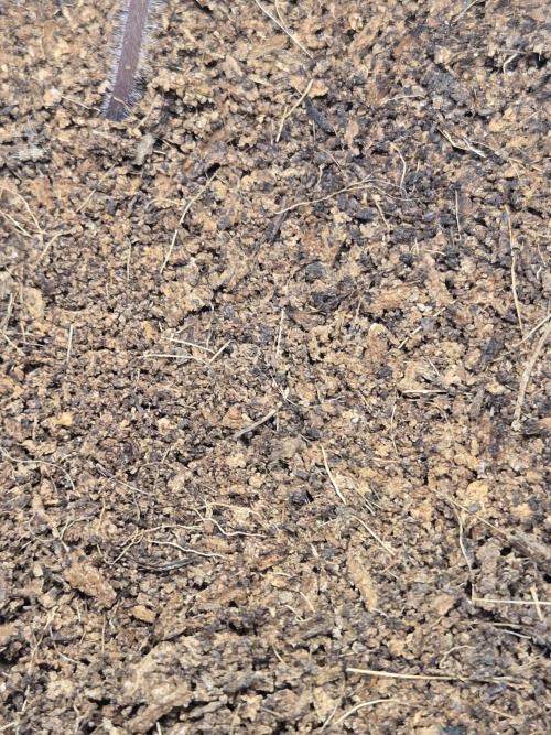 Kirsch Tomaten by Kiepenkerl. Week 2