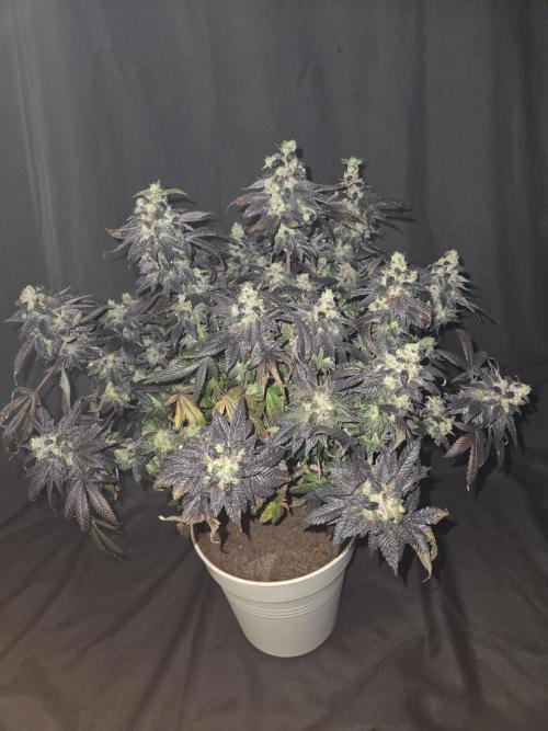 🏀 Papayton🏀. Week 20