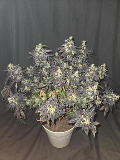 🏀 Papayton🏀. Week 20