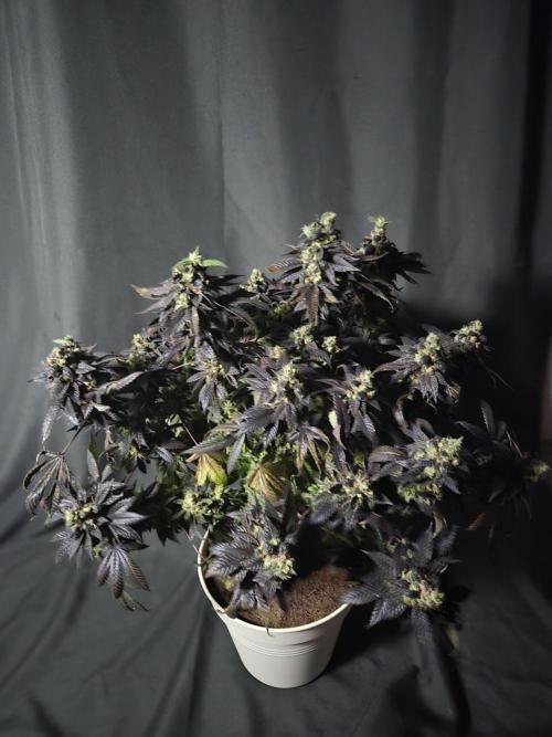 🏀 Papayton🏀. Week 20