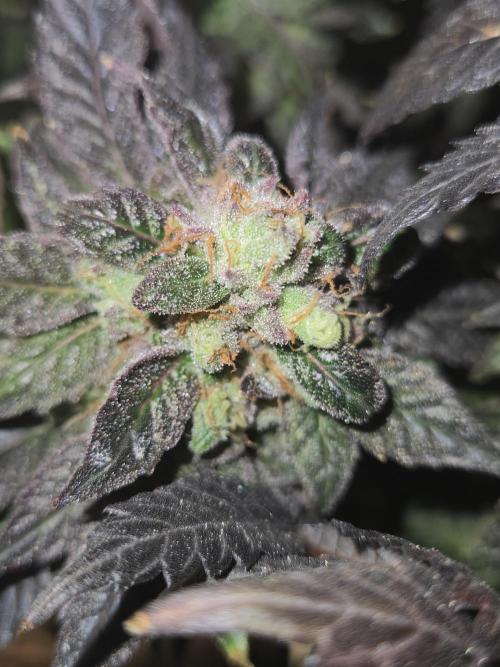 🏀 Papayton🏀. Week 20