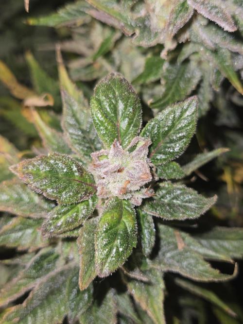 🍋Lemon Mandarine🍊. Week 21