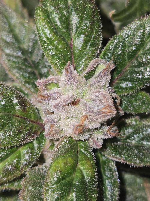 🍋Lemon Mandarine🍊. Week 21