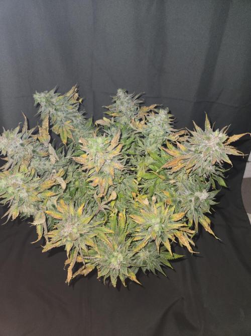 🍋Lemon Mandarine🍊. Week 21