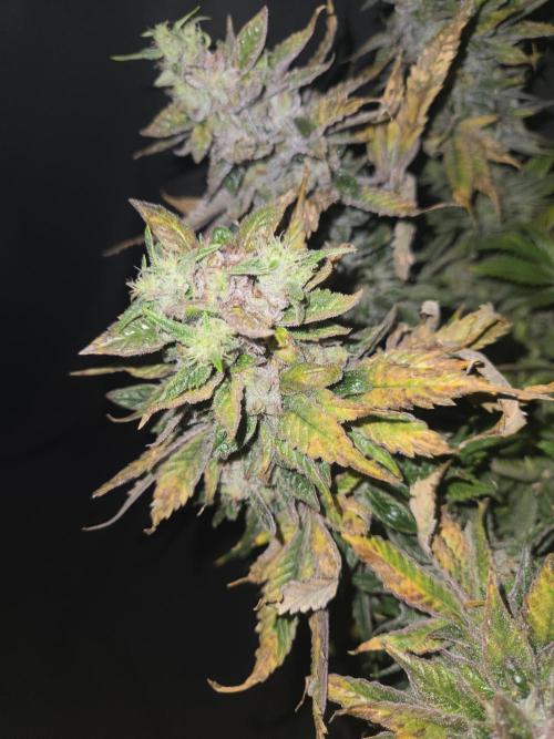 🍋Lemon Mandarine🍊. Week 21