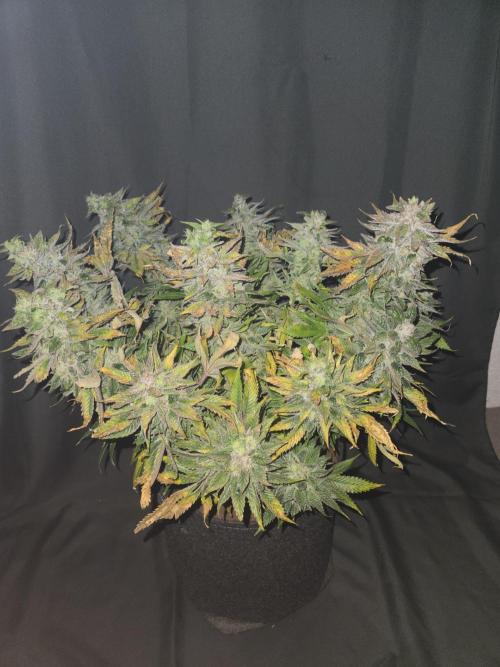 🍋Lemon Mandarine🍊. Week 21