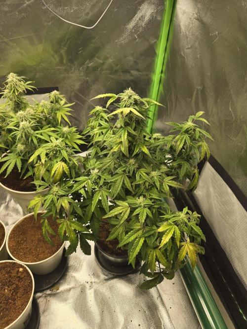 🍋 Super Lemon Haze × 🌌 RS11. Week 11