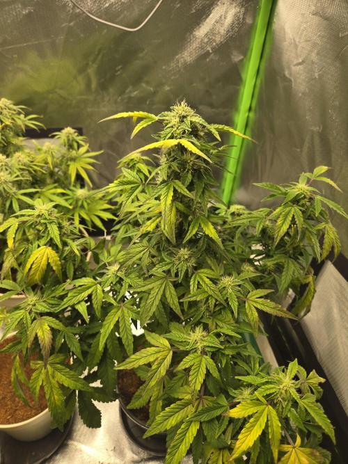 🍋 Super Lemon Haze × 🌌 RS11. Week 11