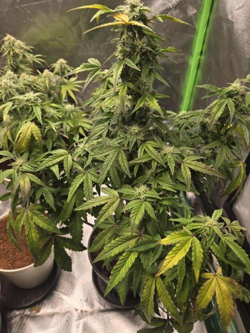 🍋 Super Lemon Haze × 🌌 RS11. Week 11