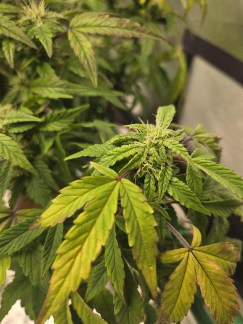 🍋 Super Lemon Haze × 🌌 RS11. Week 11