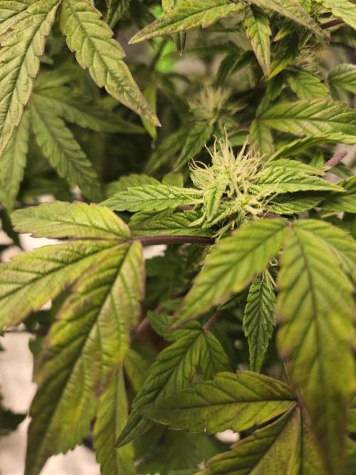 🍋 Super Lemon Haze × 🌌 RS11. Week 11