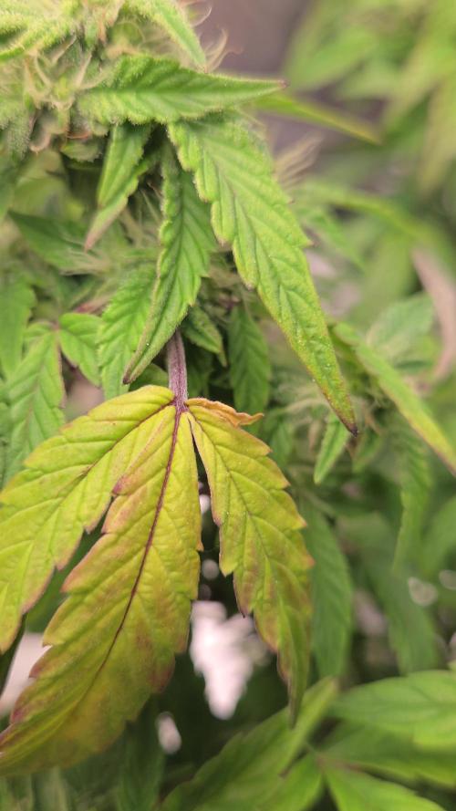 🍋 Super Lemon Haze × 🌌 RS11