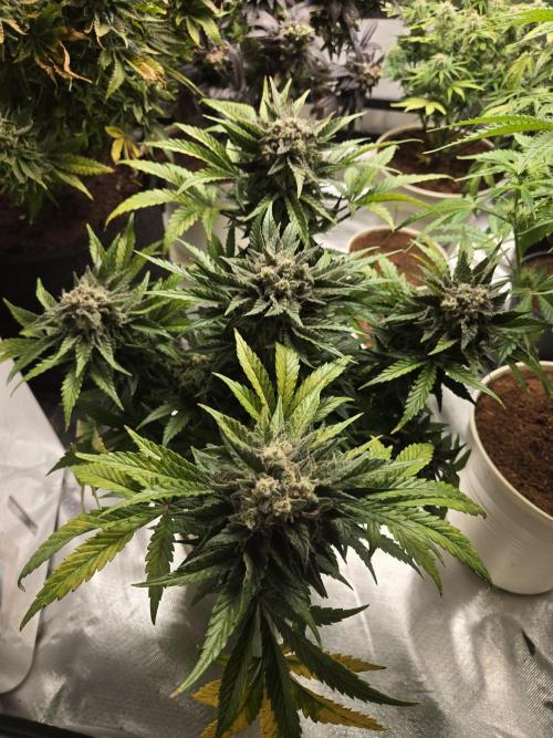 Air Kush by Adonhusa Genetics. Week 13