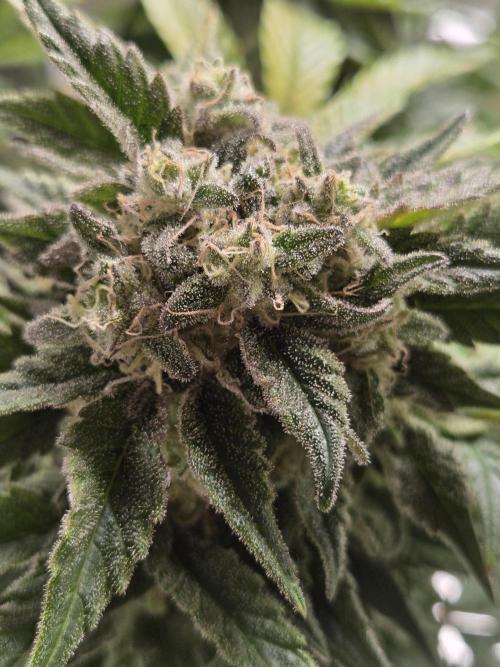 Air Kush by Adonhusa Genetics. Week 13